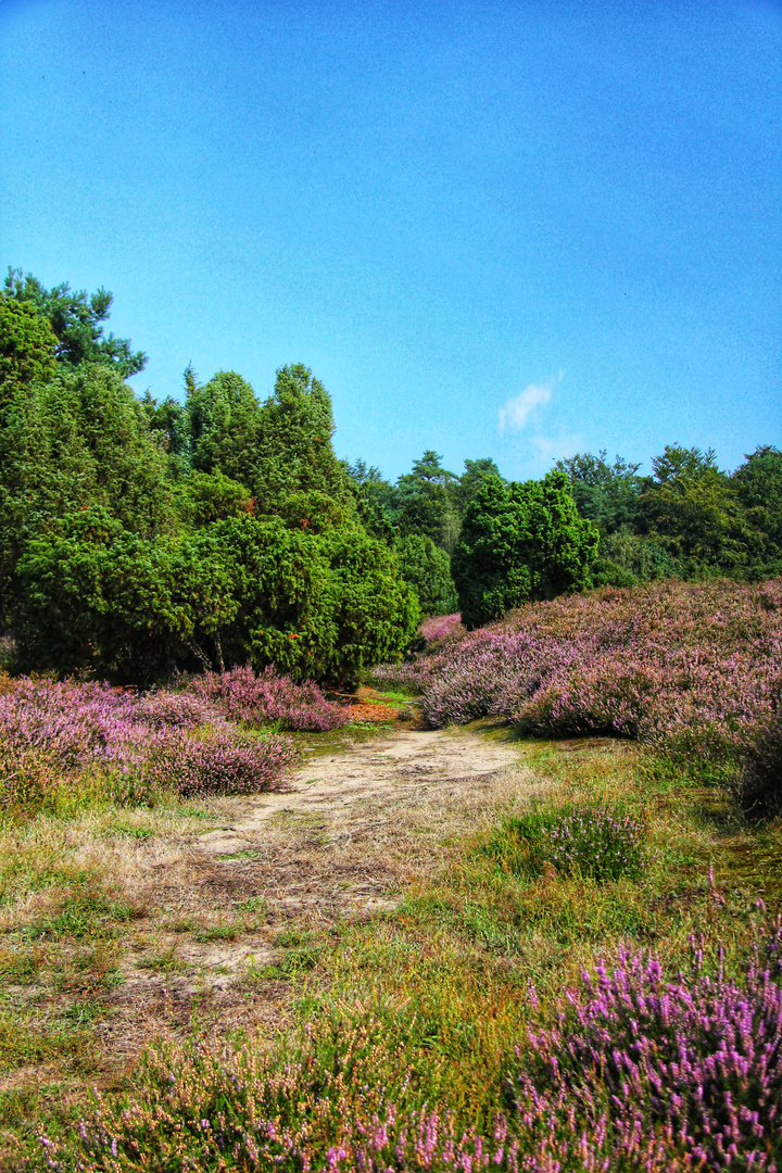 Strahlende Heide 