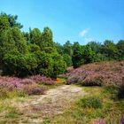 Strahlende Heide 