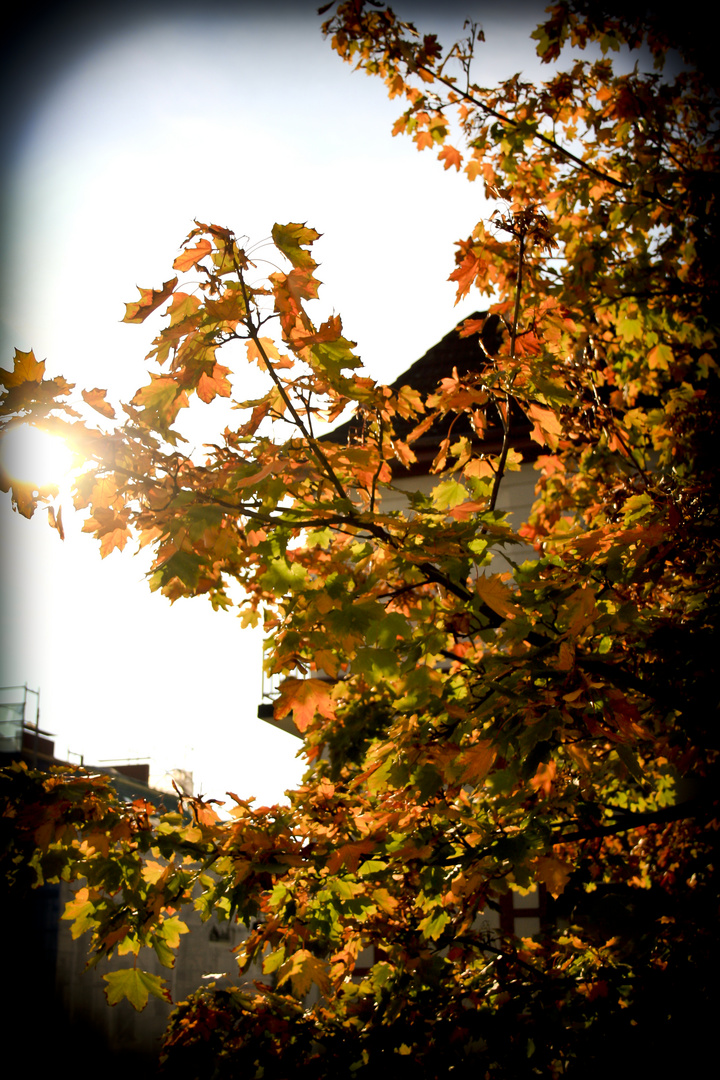 strahlende Herbstfarben