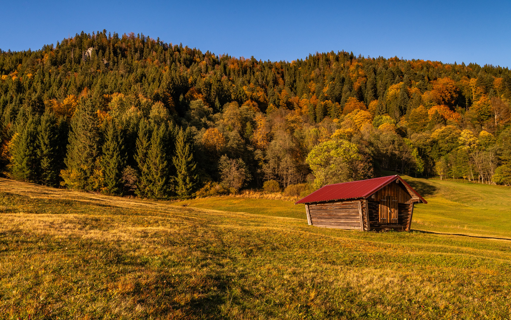 Strahlende Herbstschönheit