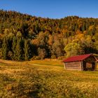 Strahlende Herbstschönheit