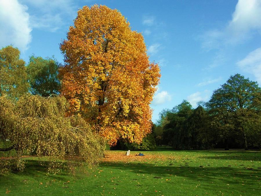 Strahlende Herbstschönheit