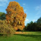 Strahlende Herbstschönheit