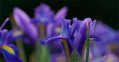 Strahlende Iris