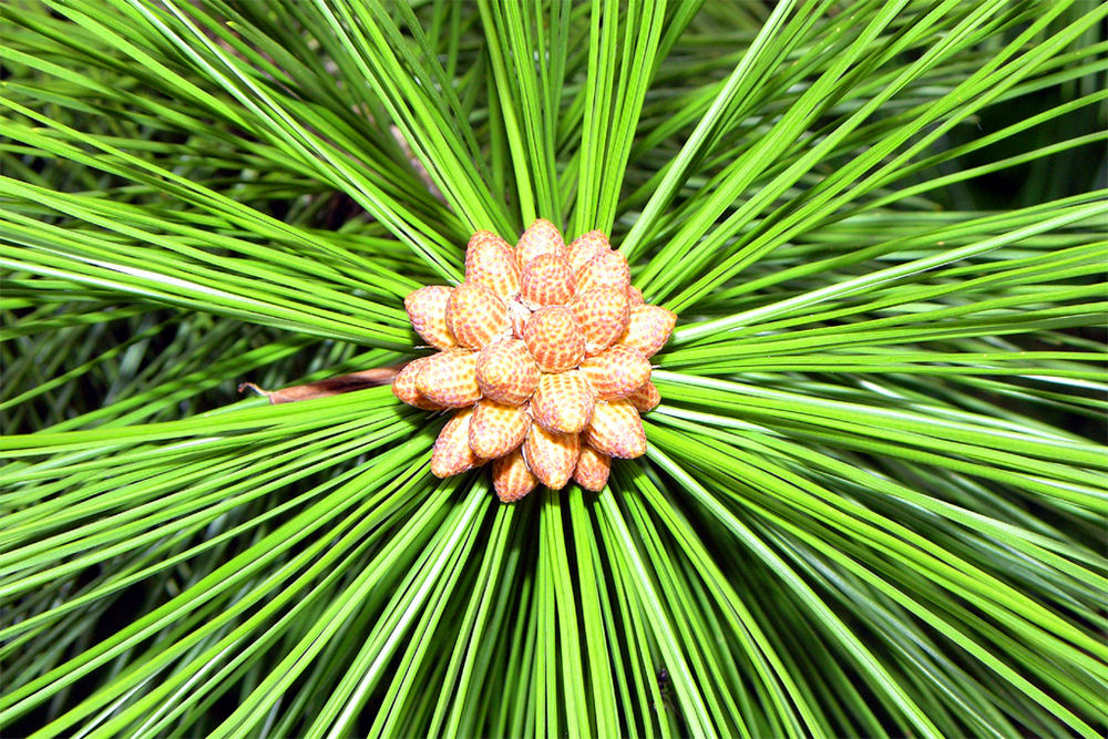 Strahlende Kiefernblüte