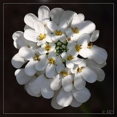 strahlende kleine Blüten