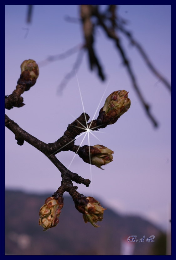 ...strahlende Knospen