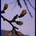 ...strahlende Knospen