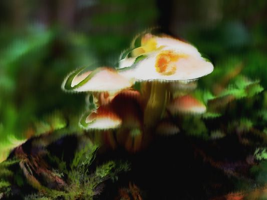 Strahlende Pilze - Unsichtbare Grüße aus Tschernobyl