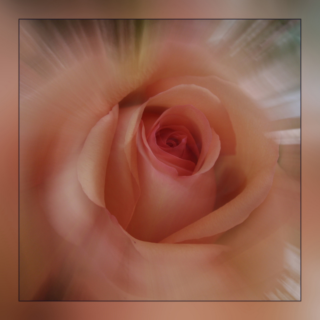 Strahlende Rose