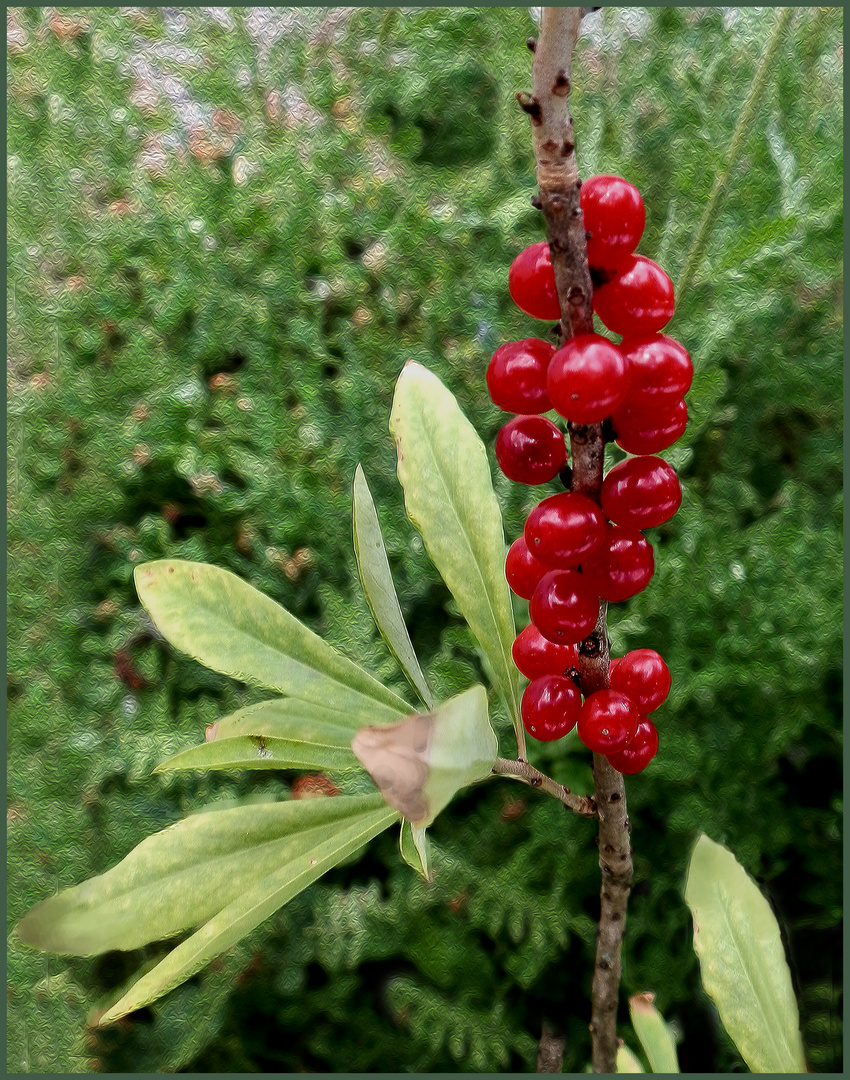 Strahlende rote kugel .  