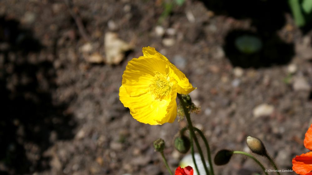 Strahlende Schönheit