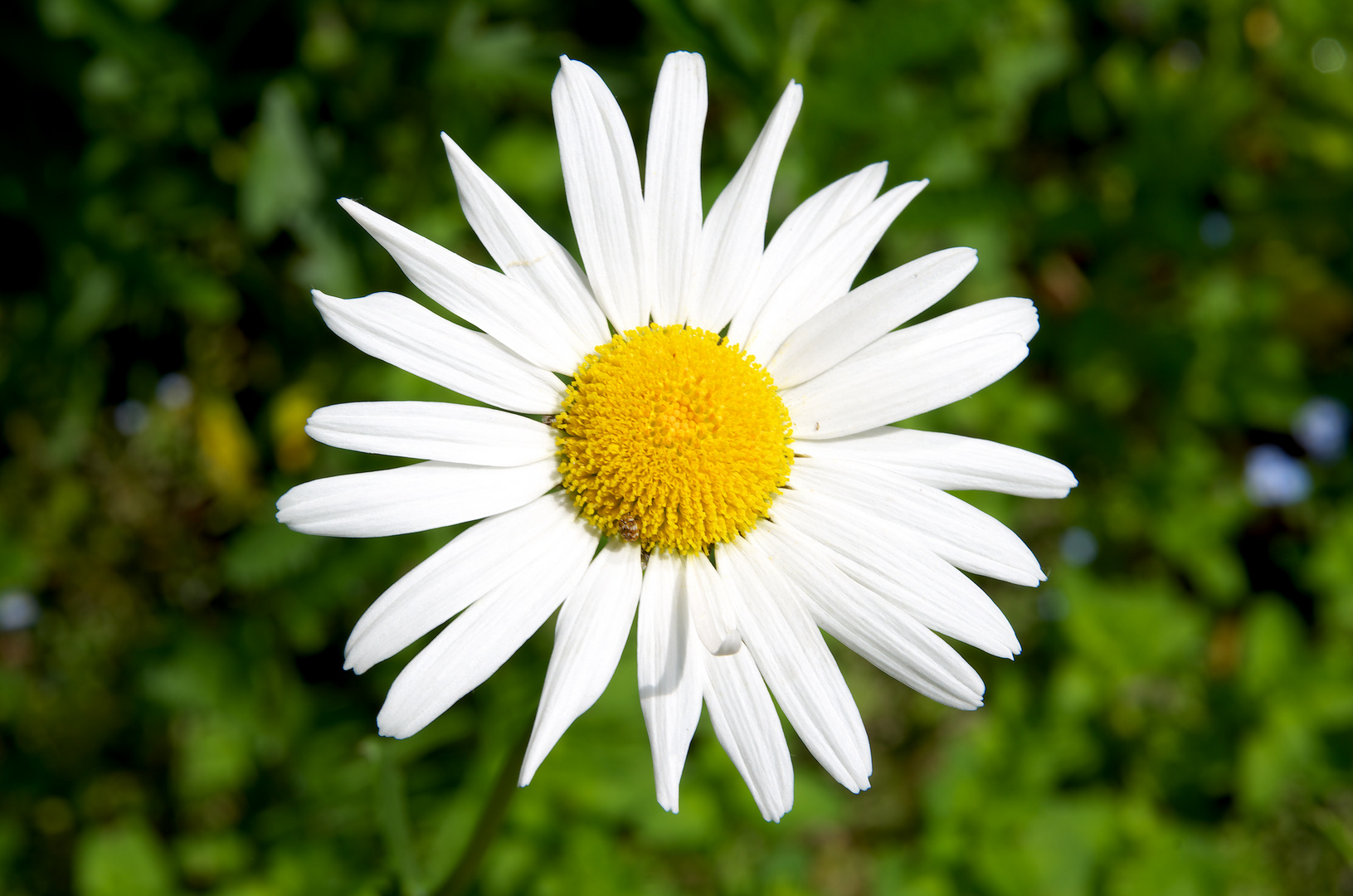 Strahlende Schönheit - Margerite