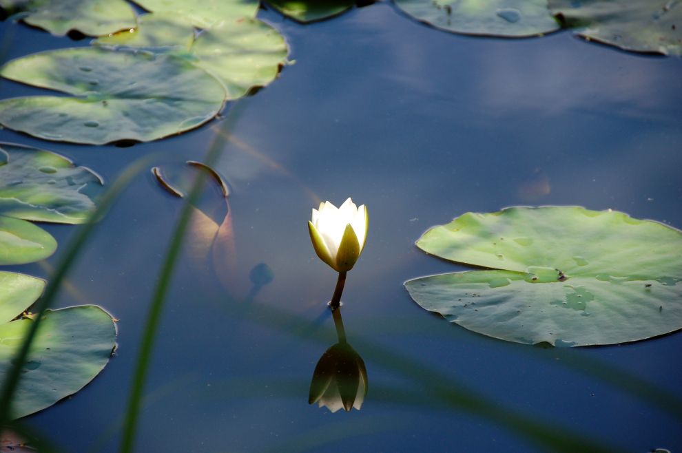 Strahlende Seerose