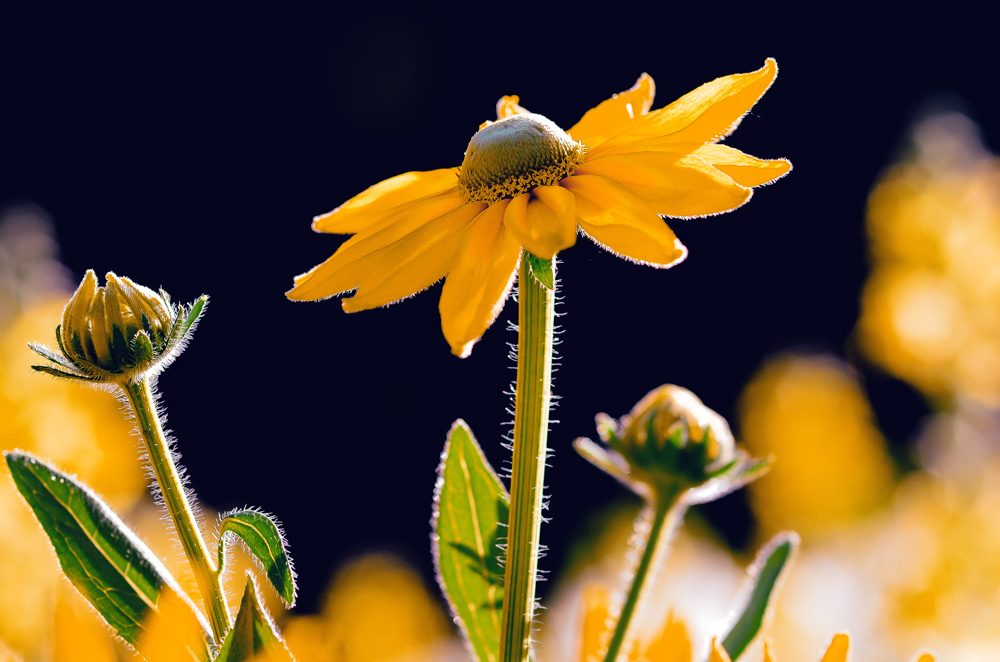 Strahlende Sommerblüte