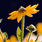 Strahlende Sommerblüte