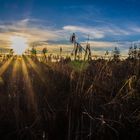 Strahlende Sonne am späten Nachmittag