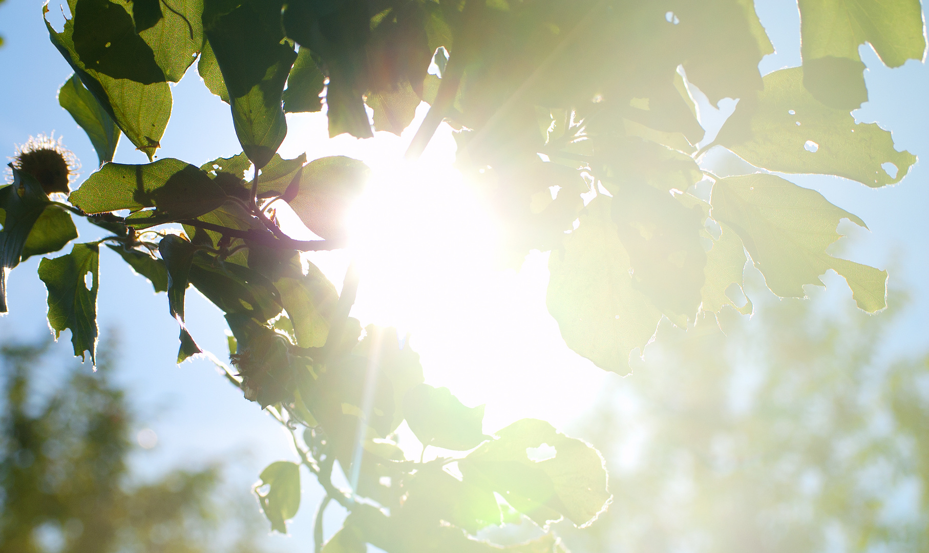 Strahlende Sonne durch die Blätter