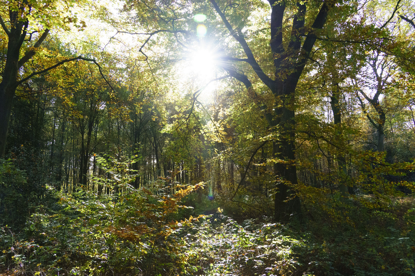 Strahlende Sonne über dem herbstlichen Wald