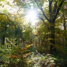 Strahlende Sonne über dem herbstlichen Wald