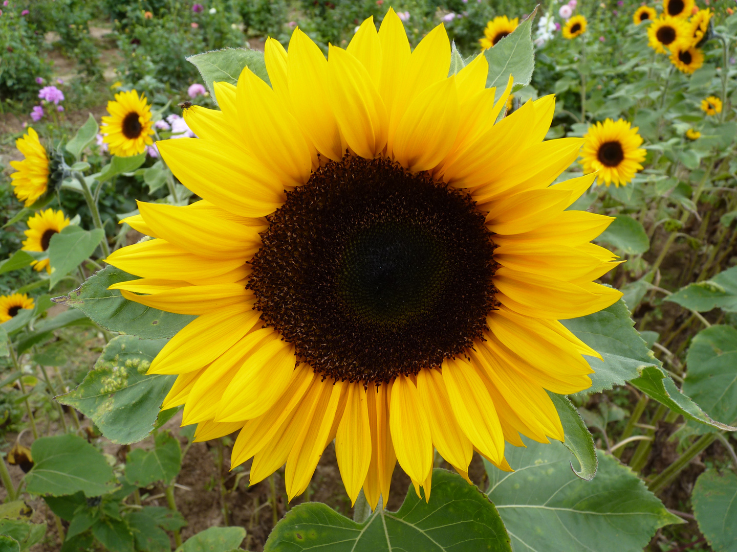 Strahlende Sonnenblume