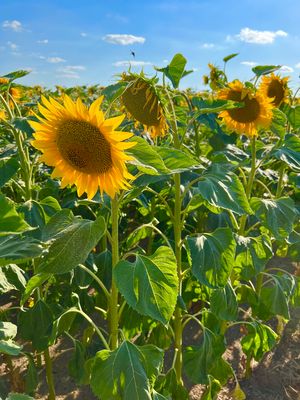 Strahlende Sonnenblume