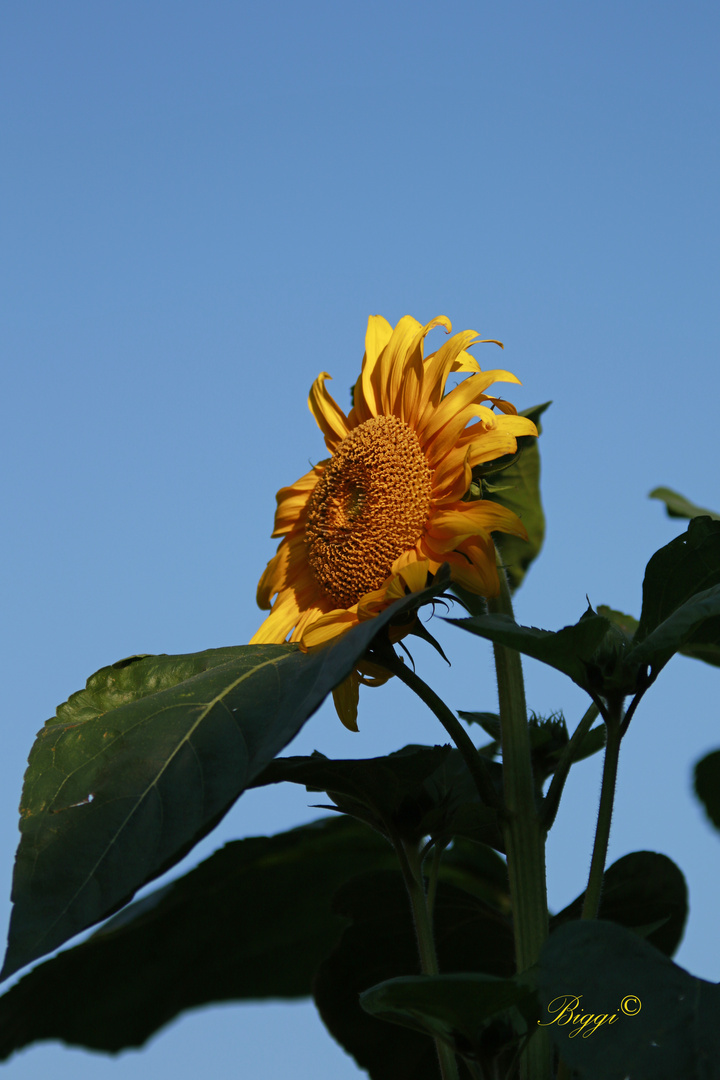 strahlende Sonnenblume1