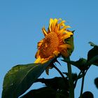 strahlende Sonnenblume1