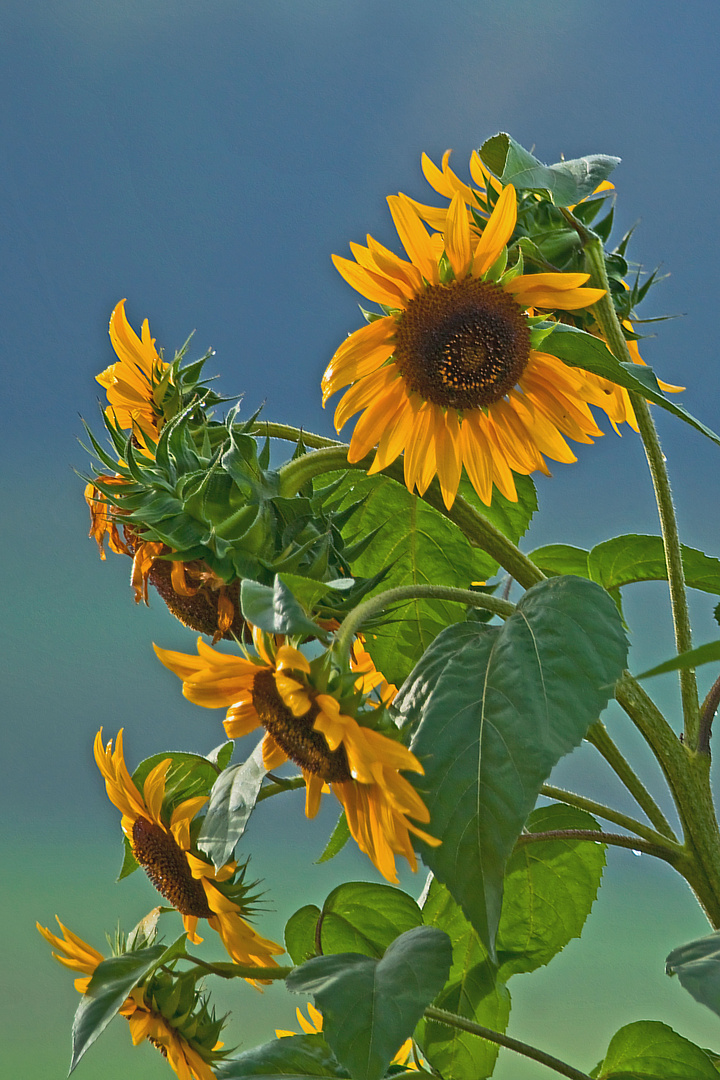 strahlende Sonnenblumen