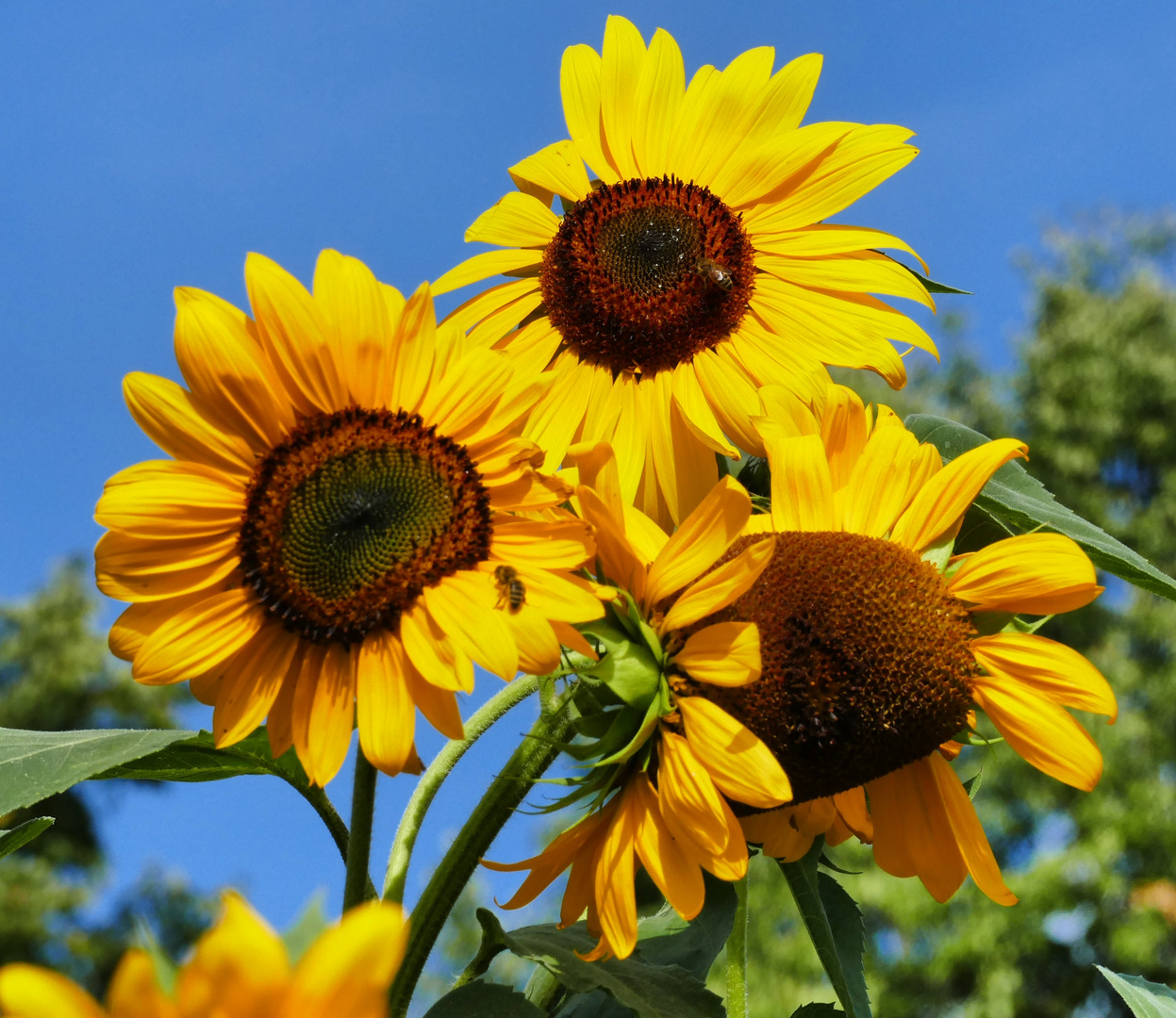 Strahlende sonnenblumen