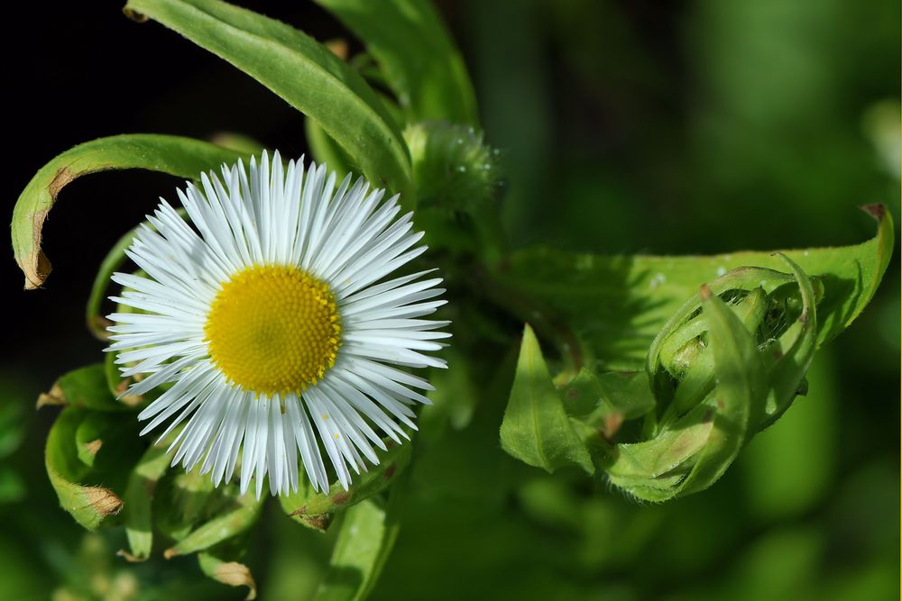 Strahlende Symmetrie im Feinstrahl