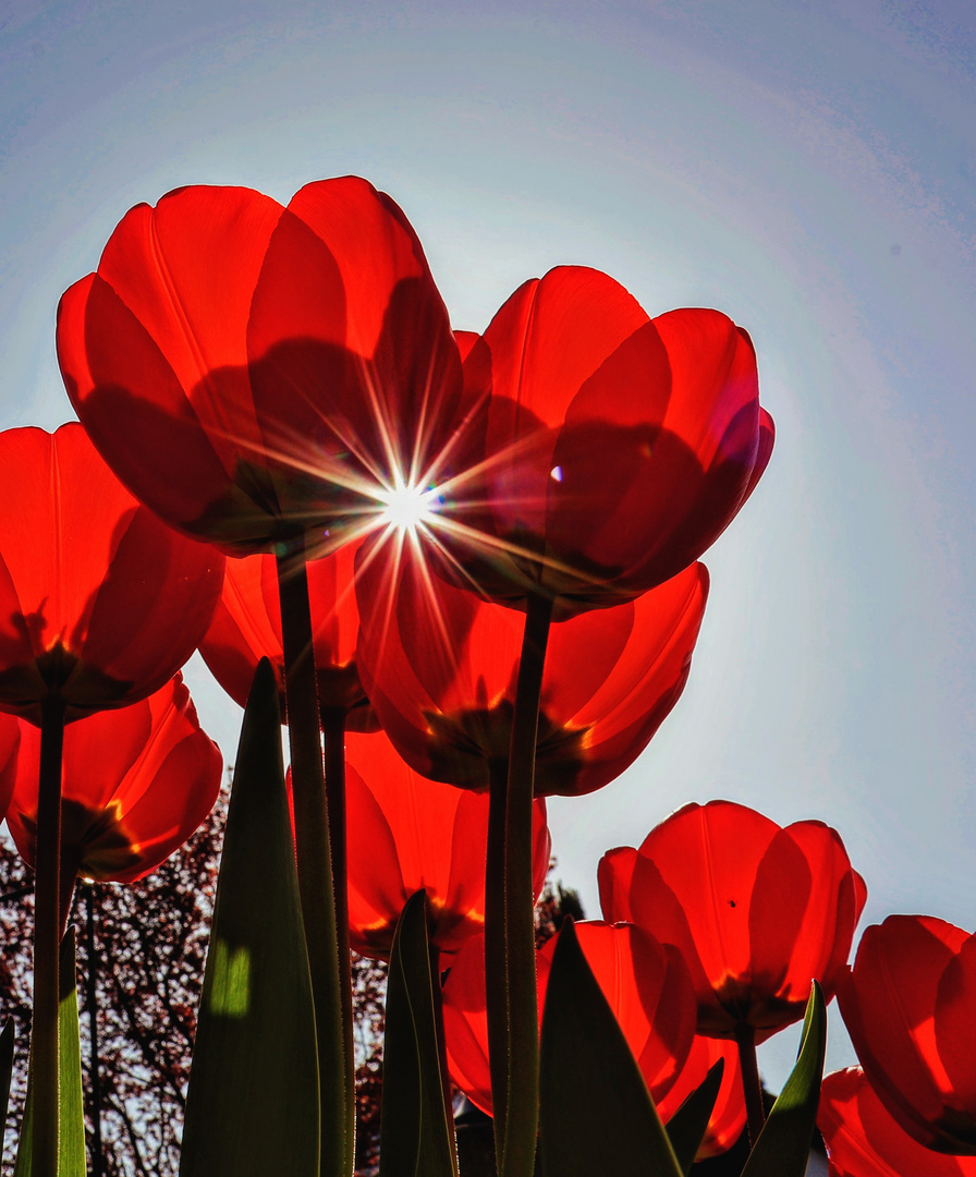 "Strahlende Tulpen"