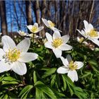 Strahlende Waldschönheiten...