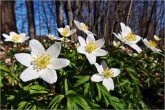 Strahlende Waldschönheiten...