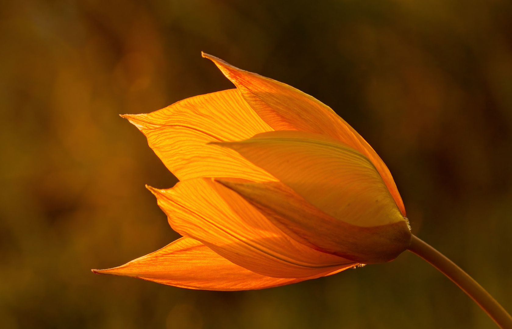 Strahlende Weinbergtulpe im Abendlicht