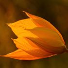 Strahlende Weinbergtulpe im Abendlicht