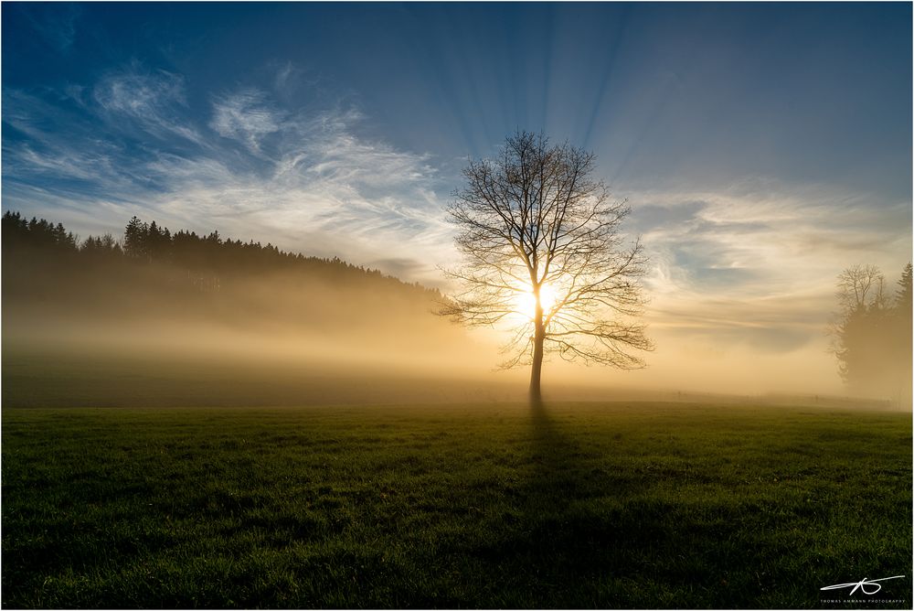 Strahlender Baum