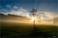 Strahlender Baum