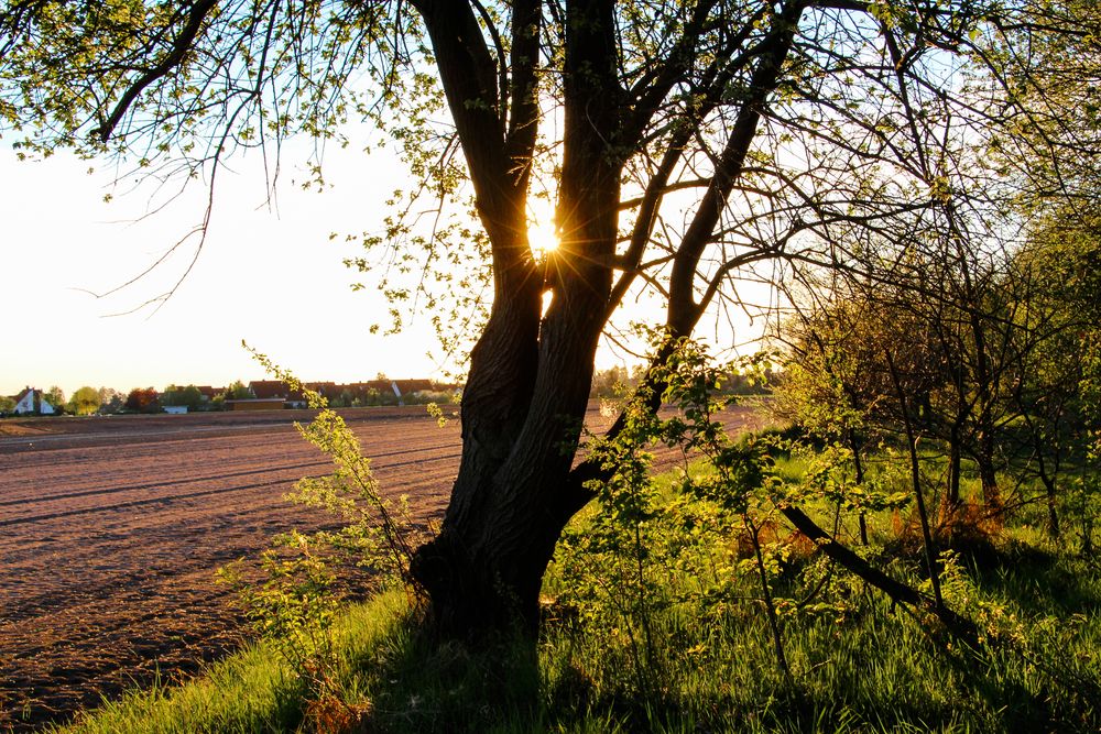 Strahlender Baum