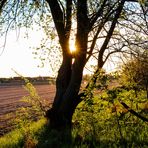 Strahlender Baum