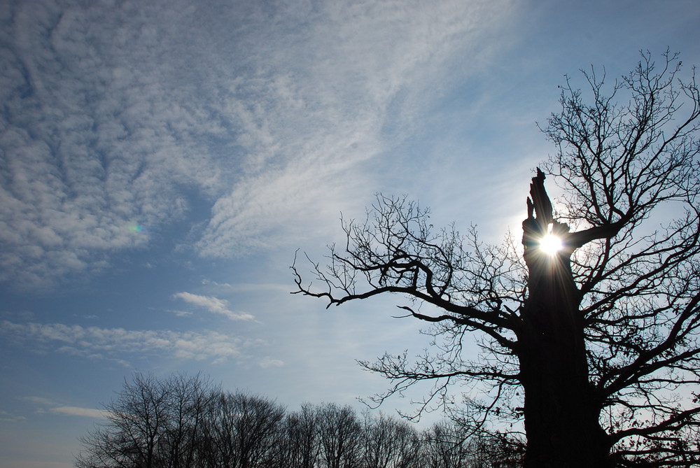 strahlender Baum