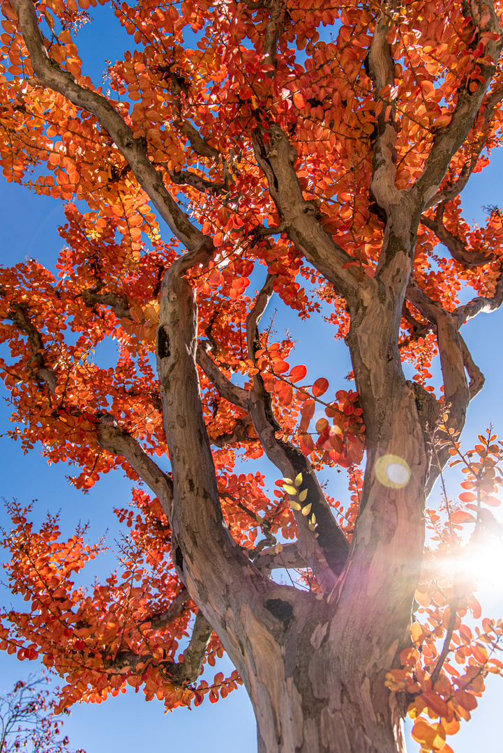 strahlender Baum