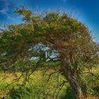 strahlender Baum