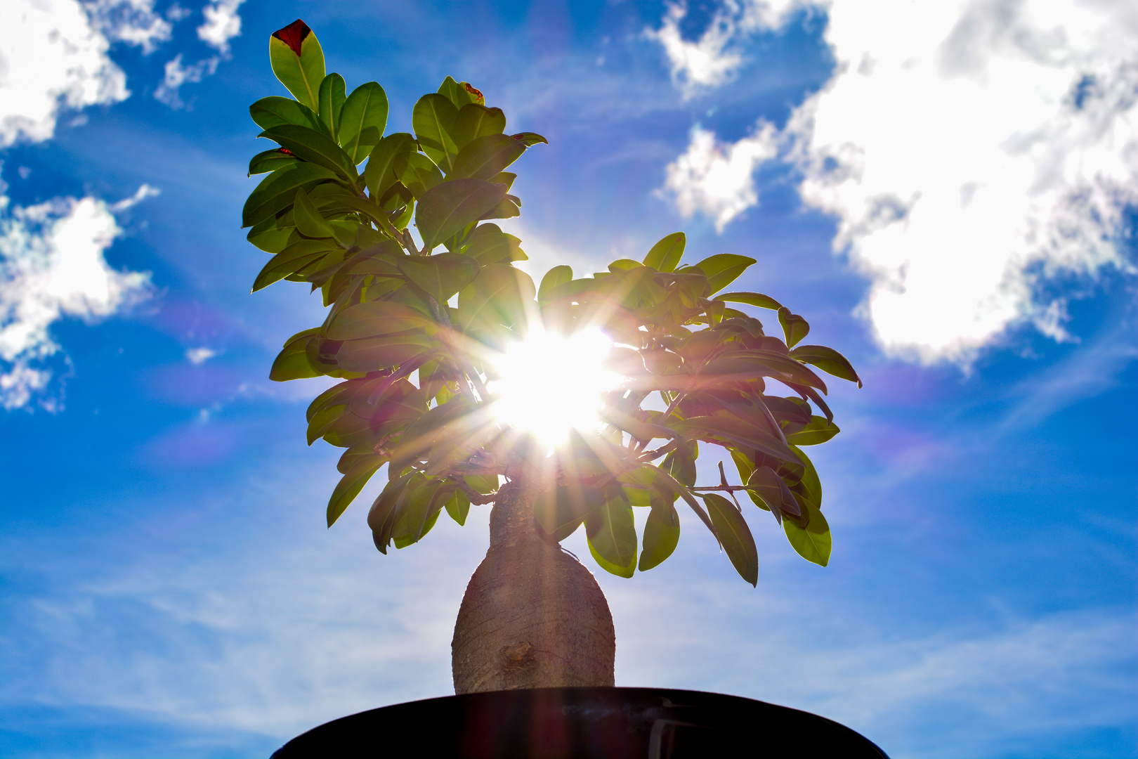 Strahlender Bonsai