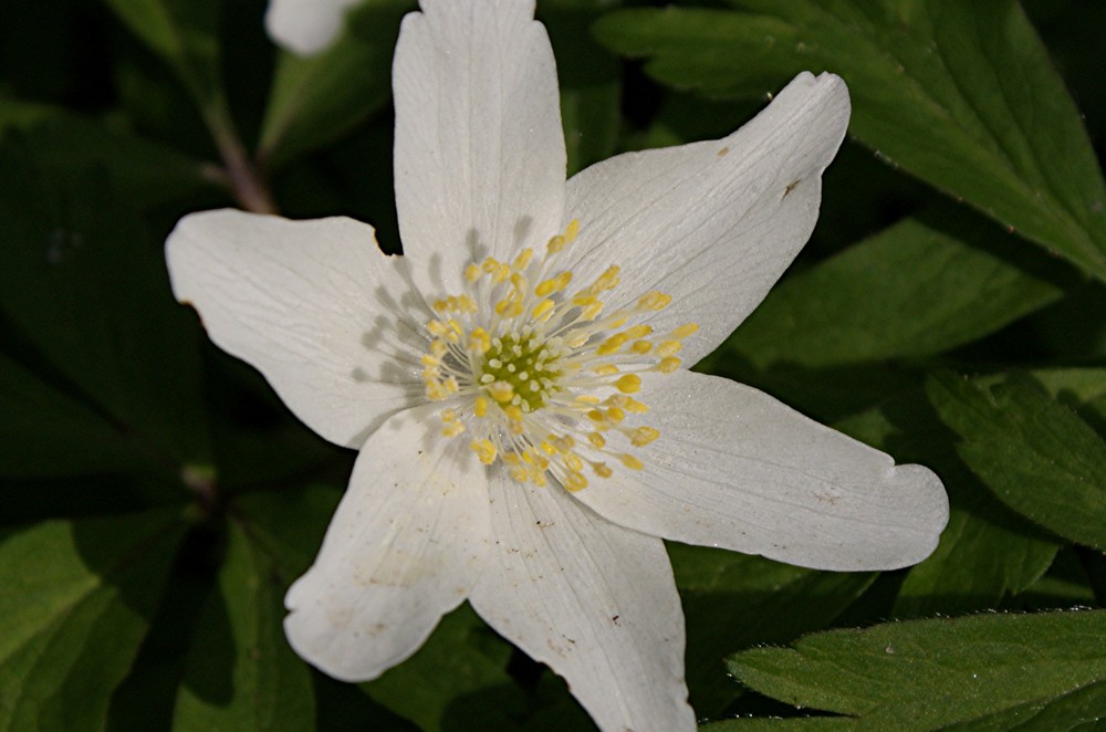 Strahlender Frühling!