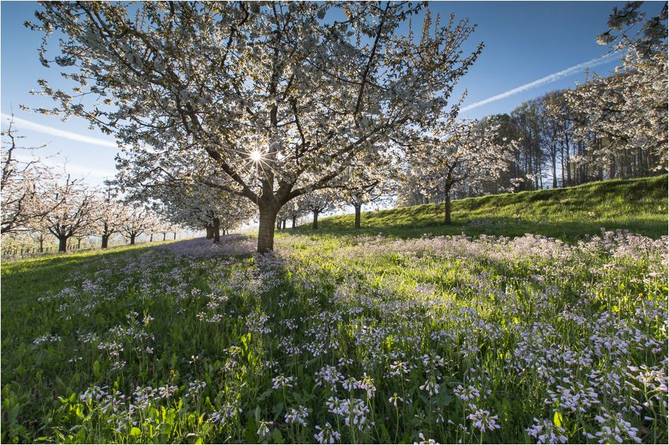 Strahlender Frühling