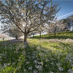 Strahlender Frühling