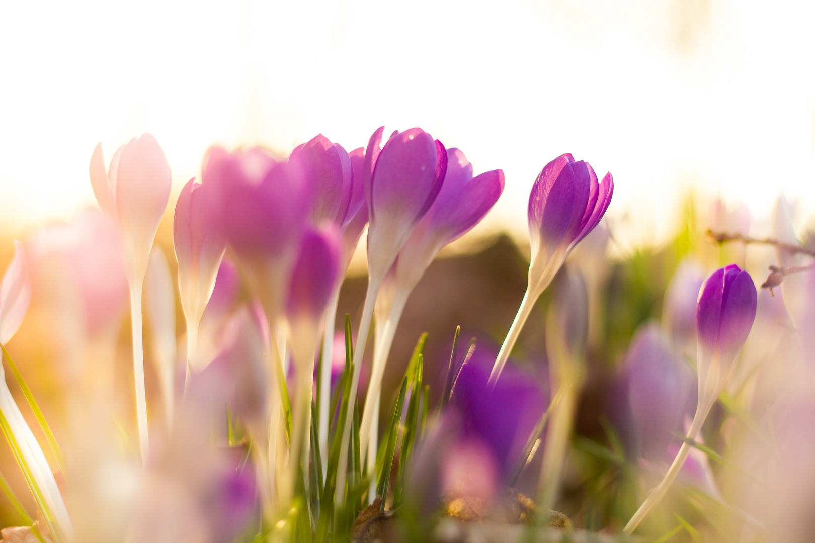 Strahlender Frühlingsbeginn