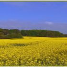 "strahlender Frühlingstag"