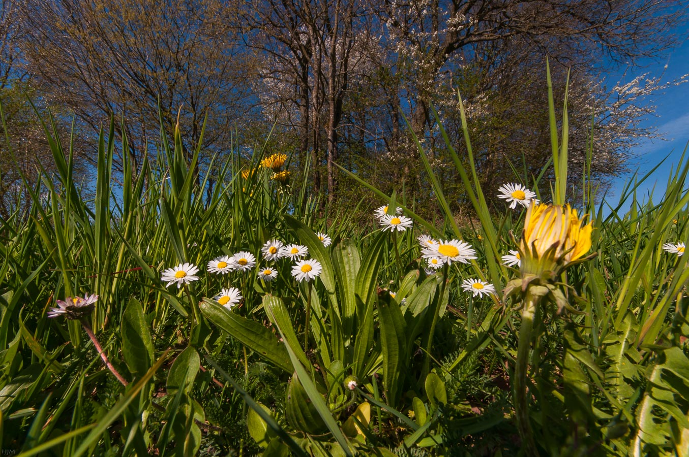 Strahlender Frühlingstag